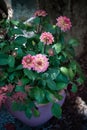 Beautiful potted plantsBeautiful potted plants